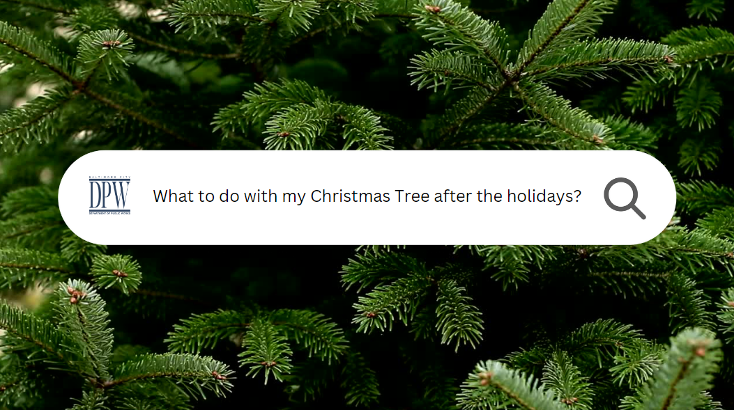 What to do with your tree after the holidays?
